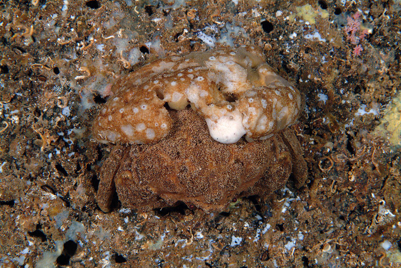 Ircinia sp.